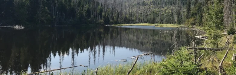 Tiché jezero v lesu s odrazem stromů na hladině vody.