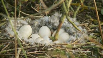 Bird nest with eggs