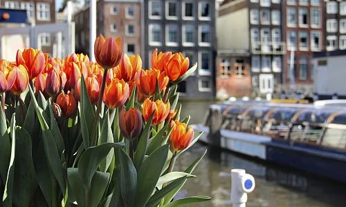 Oranžové tulipány na pozadí kanálu v Amsterdamu.