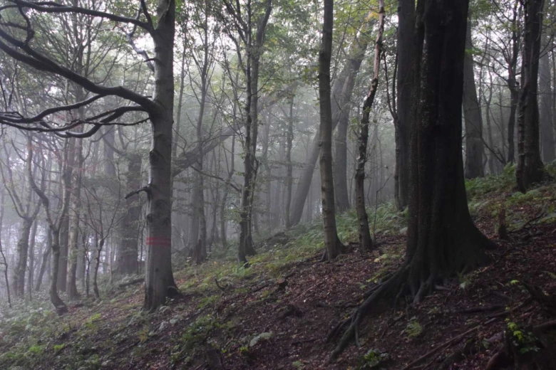 Misty forest trail