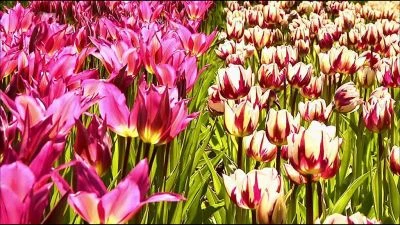 Rozkvetlé pole tulipánů v Nizozemsku.