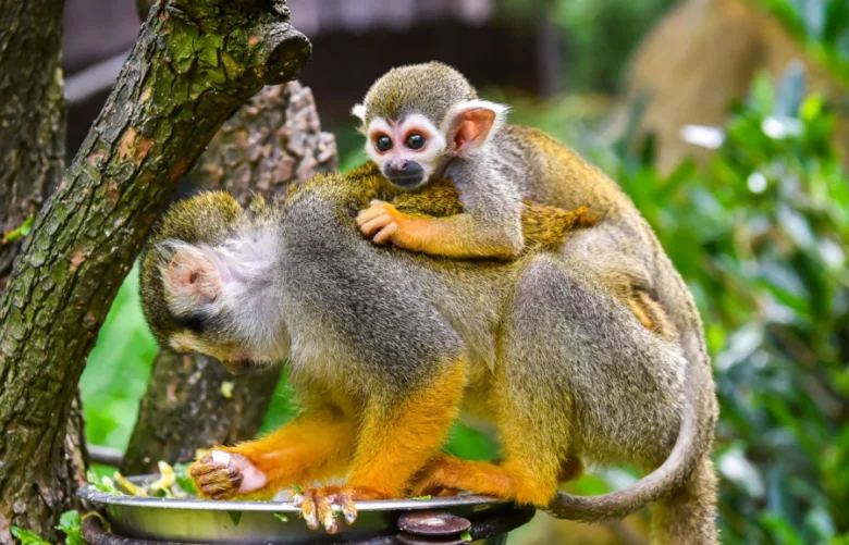 Dva opice svislíky jedí v kleci zoo Lešná.