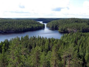 Finská příroda: jezero obklopené hustými smrkovými lesy.