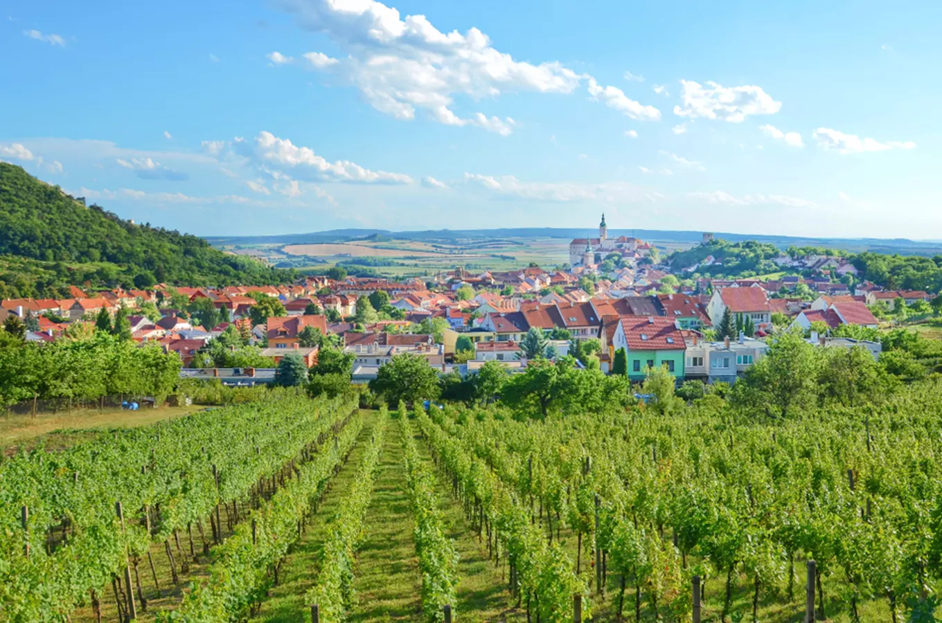 Výhled na vinařskou oblast s městem v pozadí