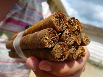 Ruce drží svitky tabáku připravené na výrobu cigarety.