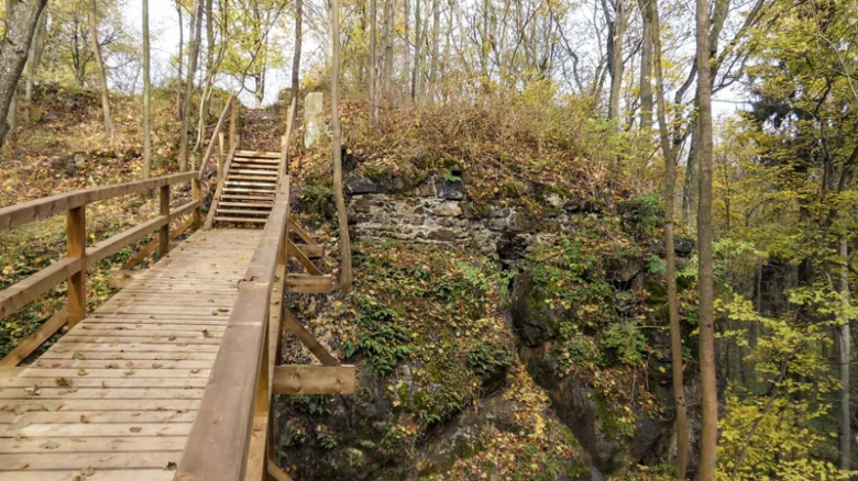 Wooden walkway in forest
