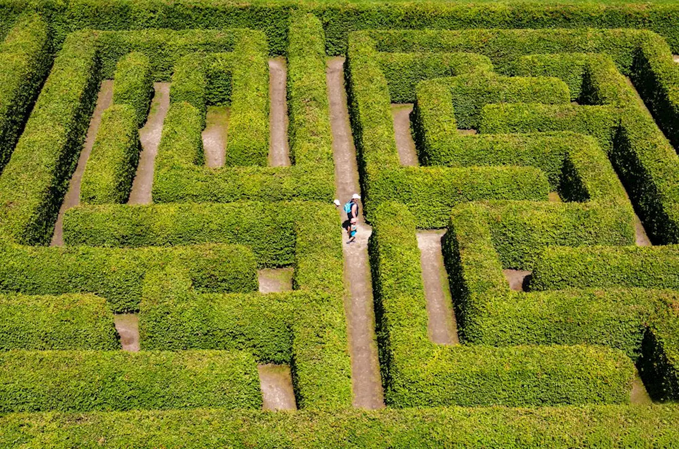 Hedge maze with people walking