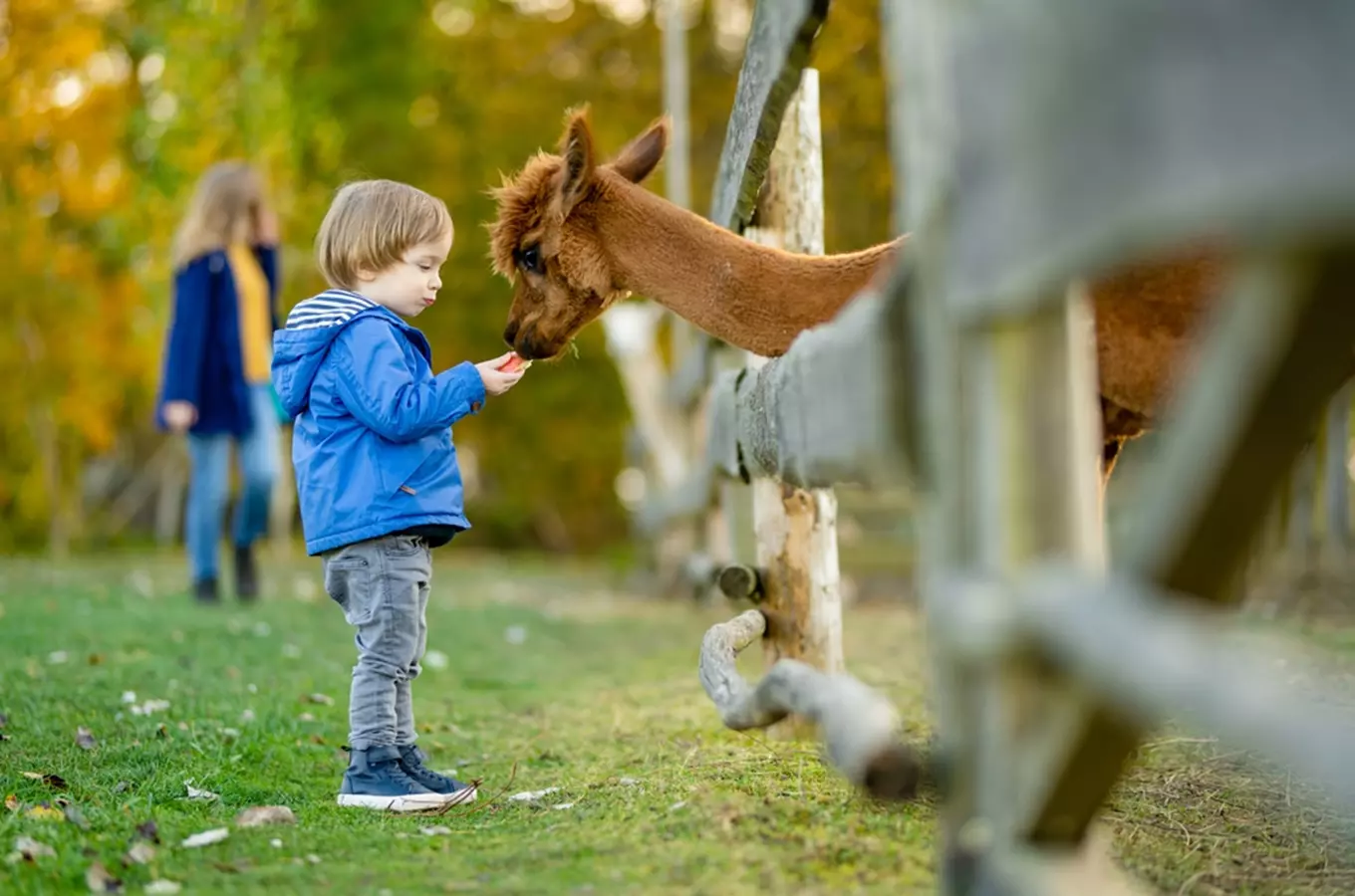 Malý chlapec krmit alpu na venkově s dcerou v pozadí