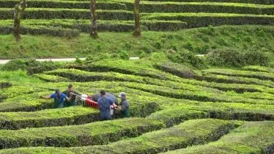 Tea plantation workers