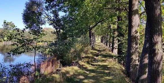 Lesní cesta vedoucí podél jezera v přírodě.