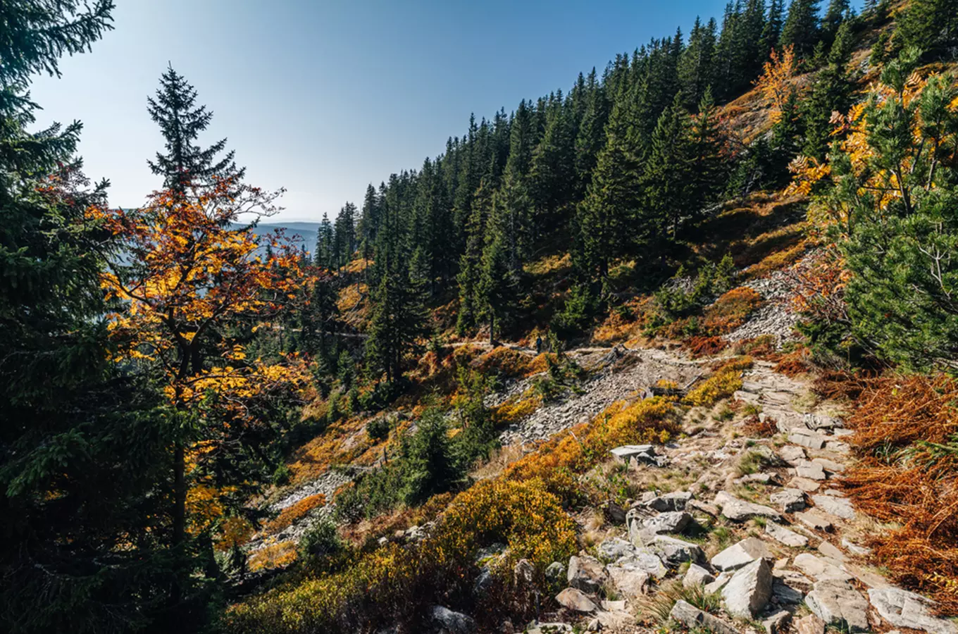 Lesní cesta v Krkonoších s podzimními barvami