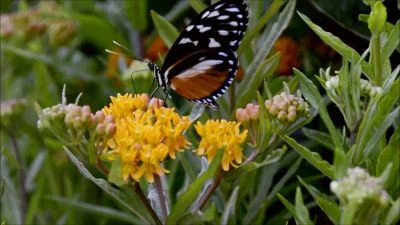 Butterfly on yellow flowers