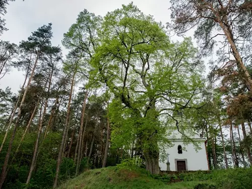 Bílá kaple stojí uprostřed lesa mezi vysokými stromy.